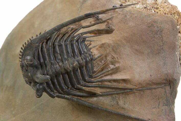 Double Spiny Kettneraspis Trilobite Specimen - Lghaft, Morocco #339951